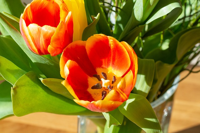 tulipán